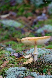 Mushroom in the forest in October, Saxony, Germany