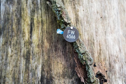 A natural burial grave site, Hofgeismar, Weser Uplands, Weserbergland, Hesse, Germany