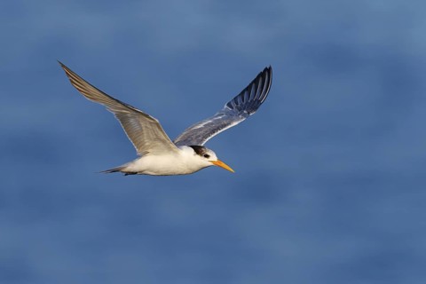 Rüppell's Tern, (Thalasseus bengalensis), (Sterne bengalensis), animals, birds, subfamily of terns,