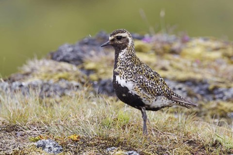 European Golden Plover (Pluvialis apricaria), Iceland