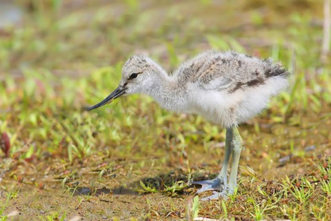 Black-capped avocet (Recurvirostra avosetta) young bird foraging on the shore of Lake Ziggsee,