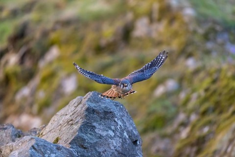American kestrel (Falco sparverius) flies over rocky terrain