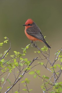 Vermilion Flycatcher (Pyrocephalus rubinus), Texas, USA