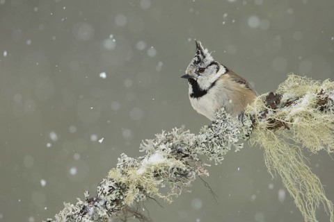 European Crested Tit (Lophophanes cristatus), Grisons, Switzerland