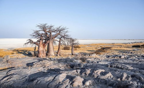 African baobab or baobab tree (Adansonia digitata), arid landscape, Kubu Island (Lekubu), Sowa Pan,