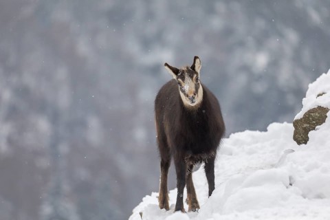 One chamois (Rupicapra rupicapra) standing on snow covered rocks, with distant forest in the