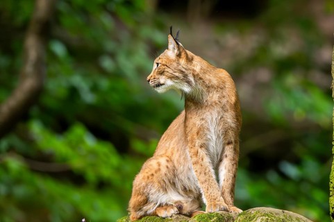 Eurasian lynx (Lynx lynx) sitting in a forest, Bavaria, Germany