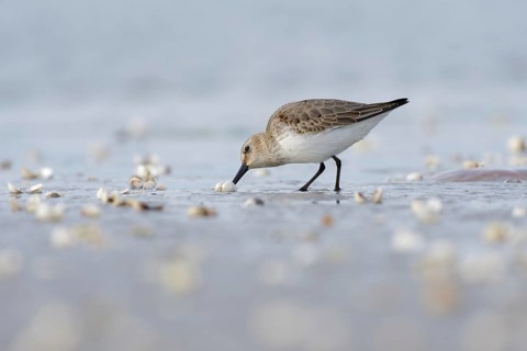 Dunlin (Calidris alpina) foraging on shoreline, Mecklenburg-Western Pomerania, Germany
