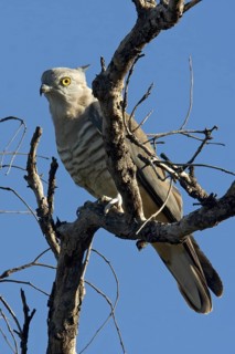 Pacific Baza (Aviceda subcristata), Western Australia, Australia