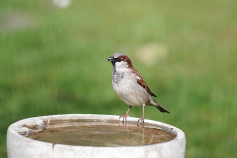 House sparrow (Passer domesticus), male, water trough