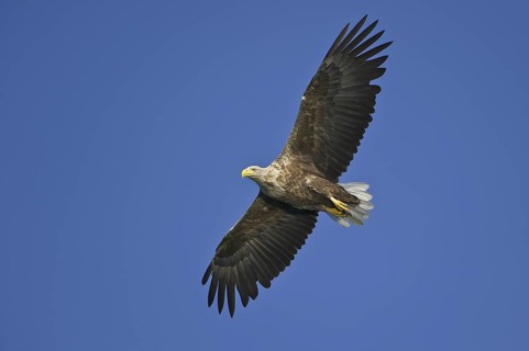 White-tailed Eagle (Haliaeetus albicilla) flying, Lower Saxony, Germany