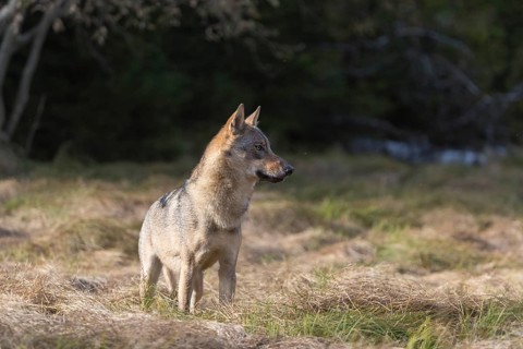 One young male eurasian gray wolf (Canis lupus lupus) running over a meadow with tall grass. A dark