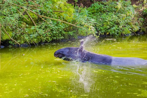 One Malayan tapir (Acrocodia indica) stands in the water of a river close to the shore. IUCN