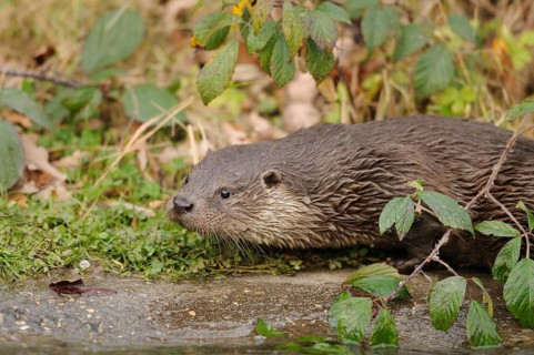 A small otter moves on the land next to leaves and plants, otter (Lutra lutra), Bavaria
