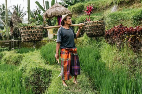 A man in traditional Balinese attire works in a lush rice field in Bali, Indonesia, carrying