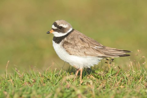 Common Ringed Plover (Charadrius hiaticula), Iceland