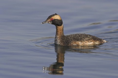 Horned Grebe (Podiceps auritus), Ontario, Canada
