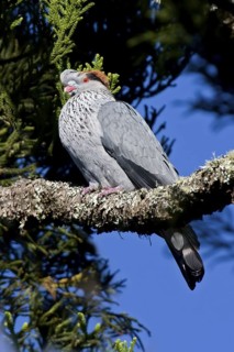 Topknot Pigeon (Lopholaimus antarcticus), Queensland, Australia