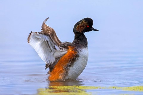 Black-necked grebe, eared grebe (Podiceps nigricollis) adult in breeding plumage swimming and