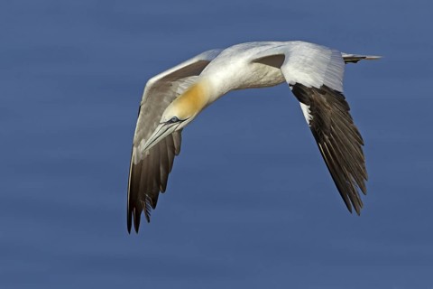 Northern Gannet (Morus bassanus) flying, Schleswig-Holstein, Germany