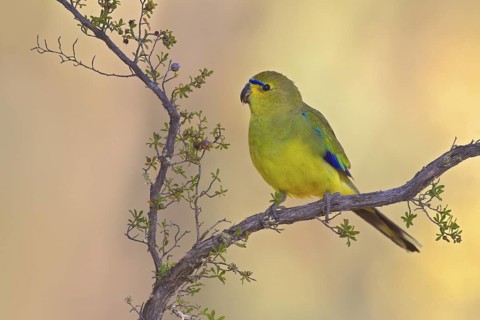 Elegant Parrot (Neophema elegans), Perth - Stirling Range, Australia