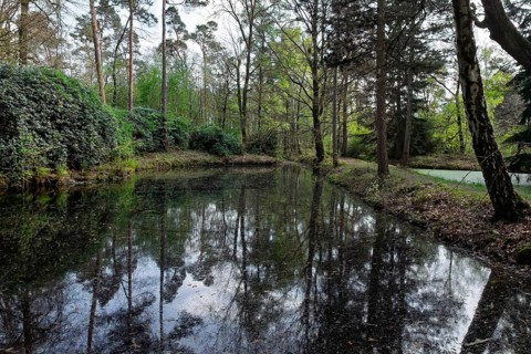 Forest with water pond and rhododendrons, Münsterland, North Rhine-Westphalia, Germany