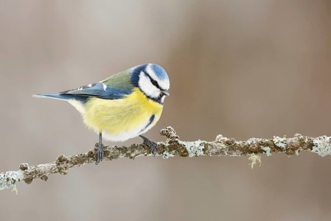 Eurasian Blue Tit (Cyanistes caeruleus) perched on lichen branch, Grisons, Switzerland
