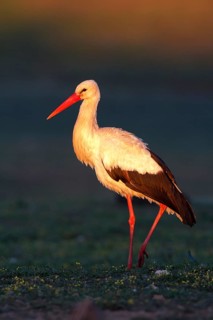 White Stork (Ciconia ciconia), Castile-La Mancha, Spain