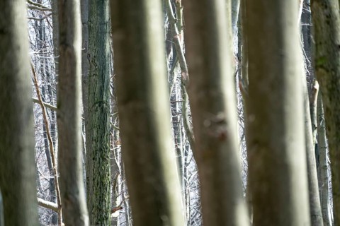 Details, Primeval forest Urwald Sababurg, Hofgeismar, Weser Uplands, Weserbergland, Hesse, Germany