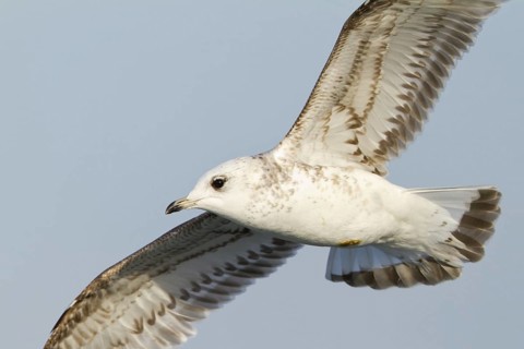 Mew Gull (Larus canus) juvenile flying, Thurgovia, Switzerland