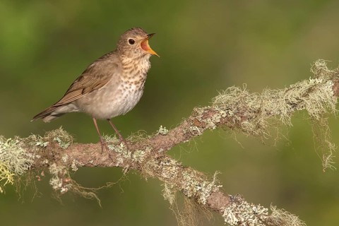 Swainson's Thrush (Catharus ustulatus) singing from a lichen branch, British Columbia, Canada