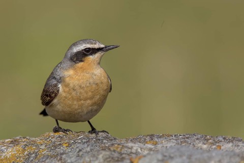 Northern Wheatear (Oenanthe oenanthe) male, Cheshire, United Kingdom