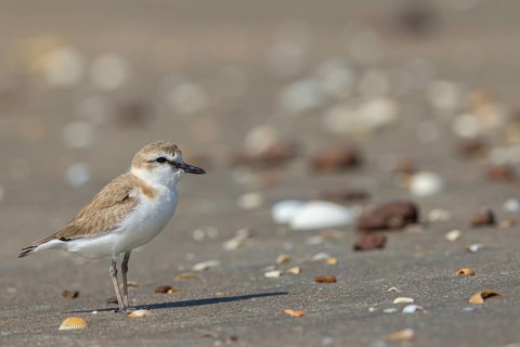White-fronted plover, (Chaeadrius marginatus), (Ochthodromus marginatus), biotope, habitat,