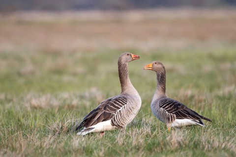 Greylag goose (Anser anser), pair, Ochsenmoor, Dümmer, Lemförde, Lower Saxony, Germany