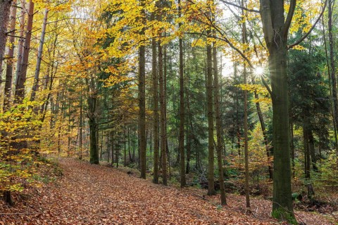 Forest trail through the colorful autumn forest, Friedewald, Weinböhla, Saxony, Germany