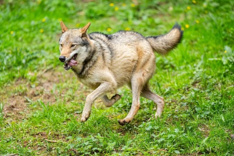 European gray wolf (Canis lupus lupus) on a meadow, Germany