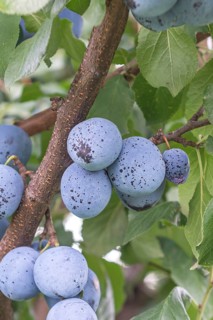 Plum (Prunus domestica 'Bühler Frühzwetsche' - type 315),  Germany