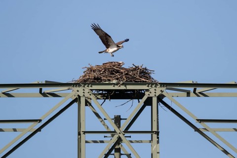 An osprey flies over its eyrie, Müritz region, Mecklenburg-Western Pomerania, Germany