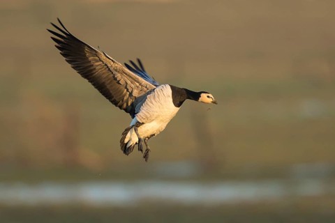 Barnacle Goose (Branta leucopsis) landing, North Rhine-Westphalia, Germany