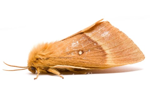 Oak Eggar (Lasiocampa quercus), portrait on white background, Galicia, Spain