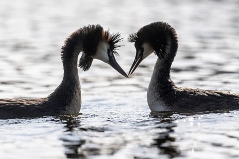 Great Crested Grebe (Podoceps cristatus), Emsland, Lower Saxony, Germany