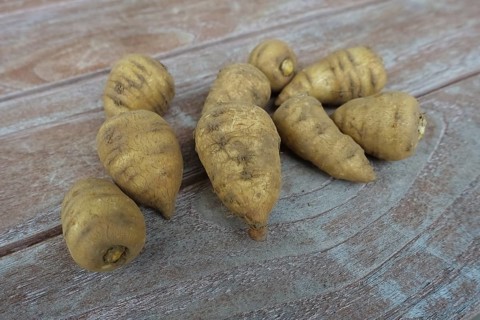 Chaerophyllum bulbosum (Chaerophyllum bulbosum), chervil turnip, chervil bulb, healthy root,