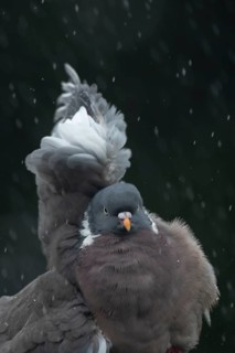 Wood pigeon (Columba palumbus) adult garden bird in a rain storm in summer, England, United Kingdom