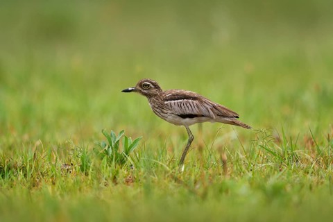 Water Dikkop, Burhinus vermiculatus, in the stone nature habitat, Okavango delta in Botswana