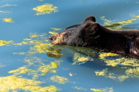 A black bear swimming through algae-covered water, American Black Bear (Ursus Americanus) France