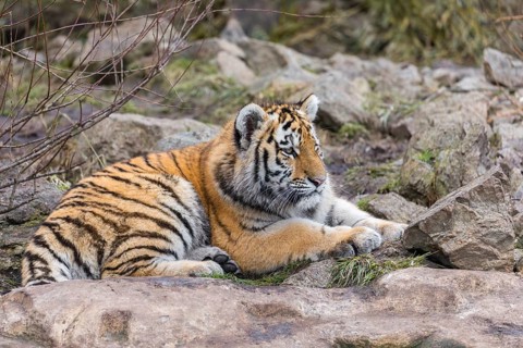 One young Siberian Tiger, Panthera tigris altaica resting on rocks, green vegetation in the