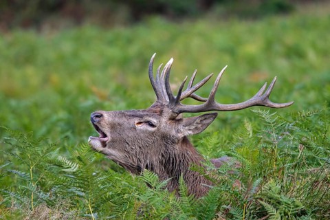 Red deer (Cervus elaphus) stag bellowing among bracken in woodland during the rut in autumn, fall