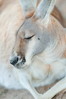 Eastern grey kangaroo (Macropus giganteus) sleeping, Lone Pine Koala Sanctuary, Brisbane,