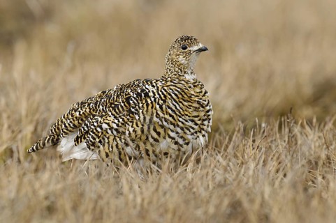 Rock Ptarmigan (Lagopus muta) female, Alaska, USA