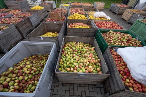Boxes of fruit delivered to the yard of a cidery, Mecklenburg-Vorpommern, Germany